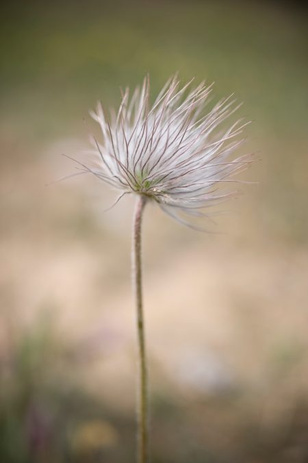 Breathe, flower photo, by Mi Elfverson
