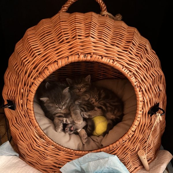 Kittens, connection and courage12